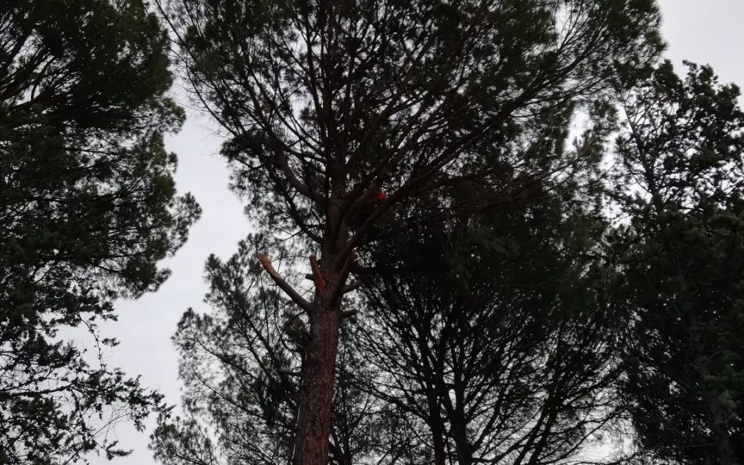 Poda y clareo de pino pinus-pinea (foto 3)