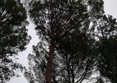 Poda y clareo de pino pinus-pinea (foto 3)