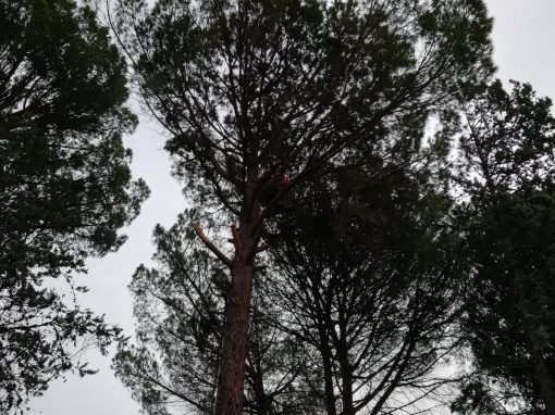 Poda y clareo de pino pinus-pinea (foto 3)