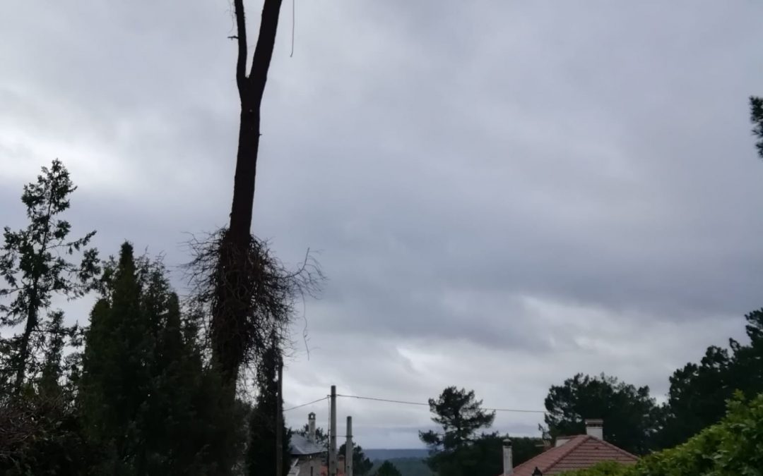 Tala controlada de pino negral seco (foto 3)