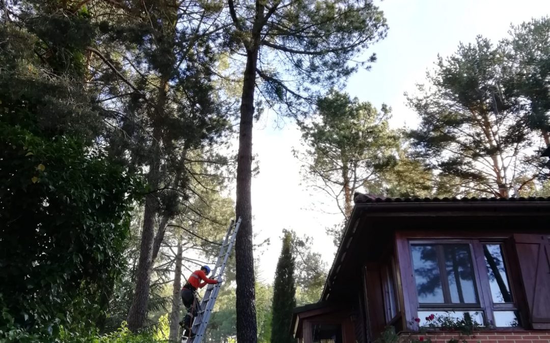 Tala en altura de pino negral (foto 3)