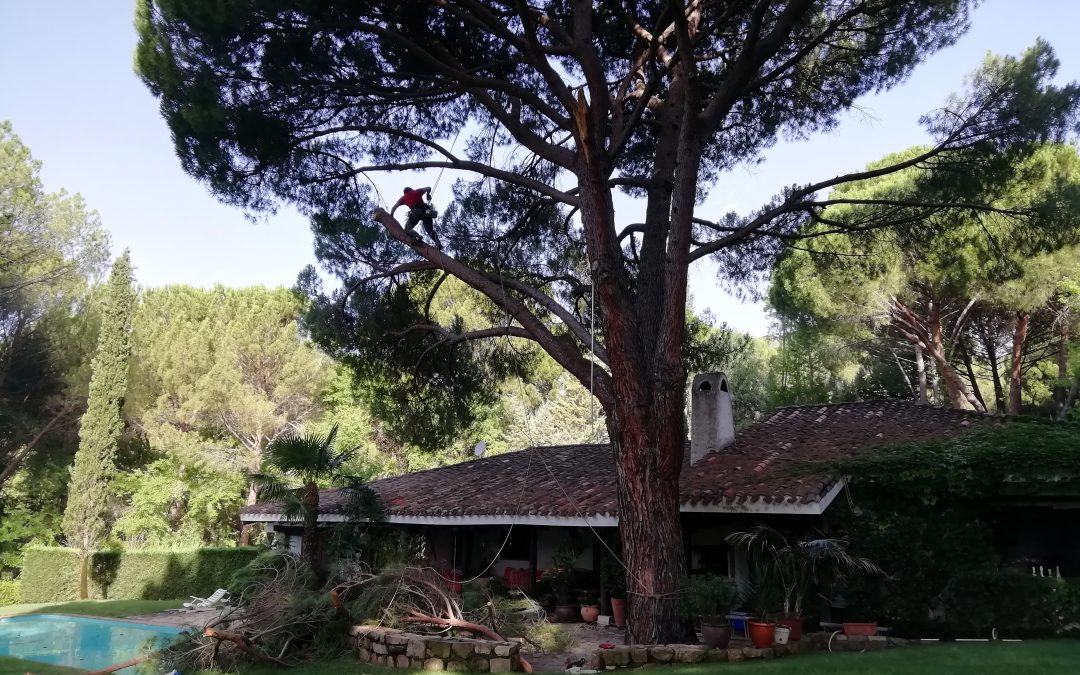 Poda en altura de pino «Pinus-pinea» (foto 3)