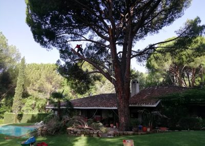 Poda en altura de pino «Pinus-pinea» (foto 3)