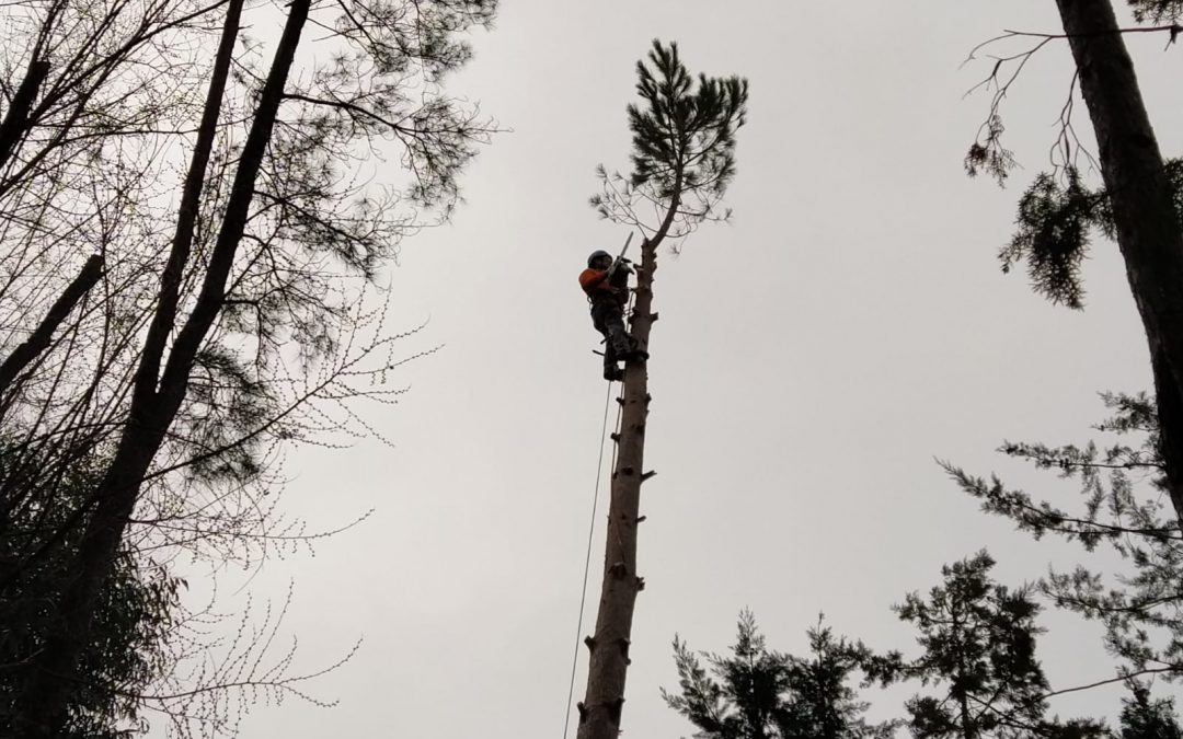 Tala de pino negral en parcela (foto 4)
