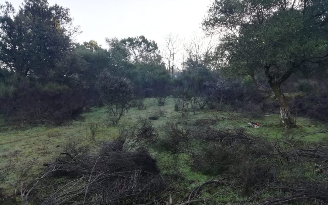 Desbroce y limpieza de finca (foto 1)