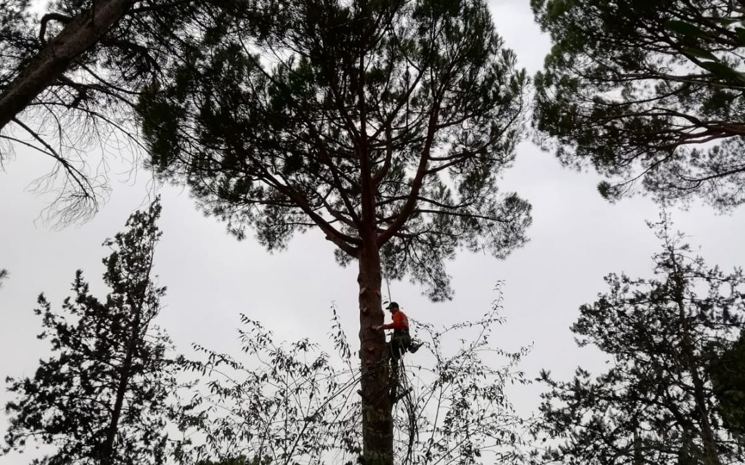Poda y clareo de pino pinus-pinea (foto 4)