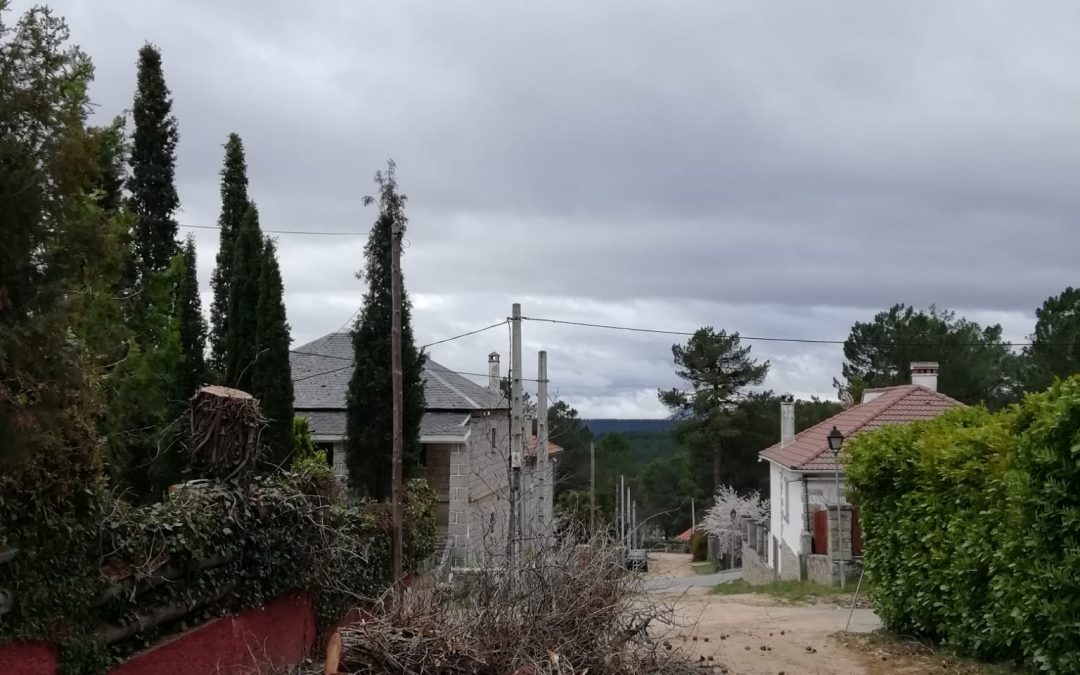 Tala controlada de pino negral seco (foto 4)