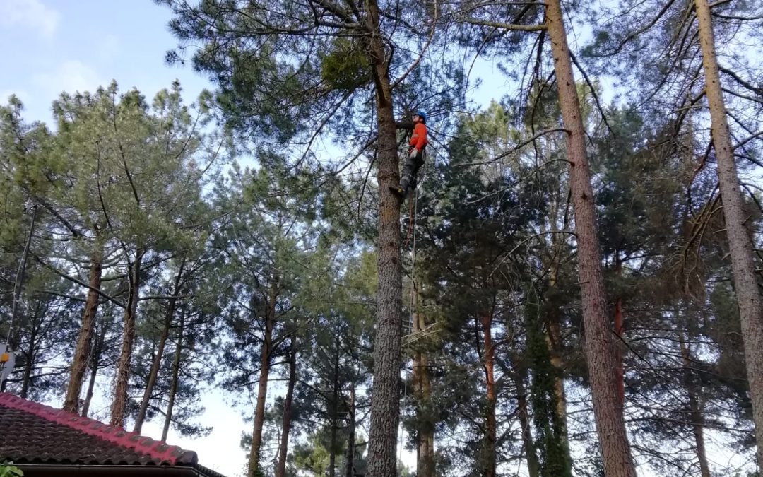 Tala en altura de pino negral (foto 4)