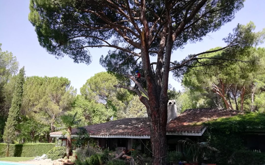 Poda en altura de pino «Pinus-pinea» (foto 4)