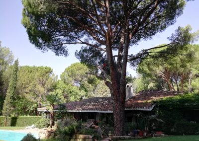 Poda en altura de pino «Pinus-pinea» (foto 4)