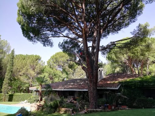 Poda en altura de pino «Pinus-pinea» (foto 4)