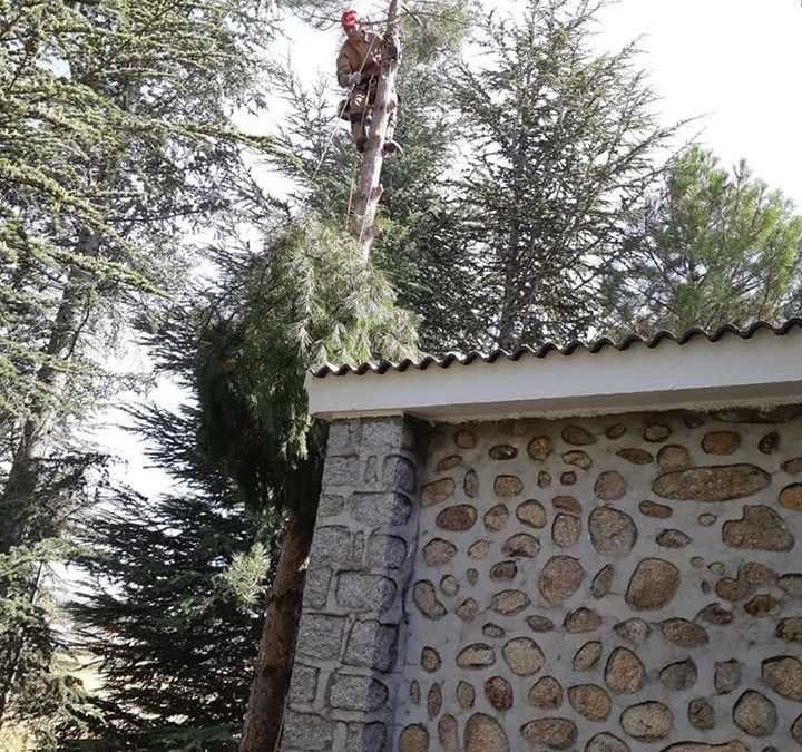 Tala controlada de pino negral (foto 4)