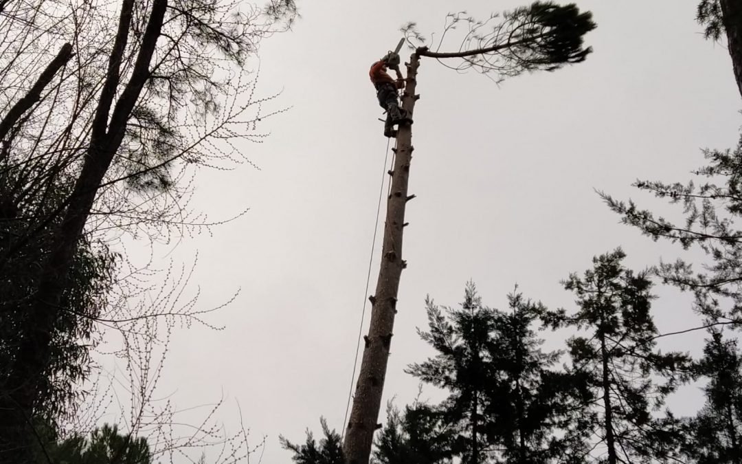 Tala de pino negral en parcela (foto 5)