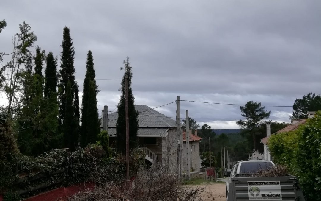 Tala controlada de pino negral seco (foto 5)