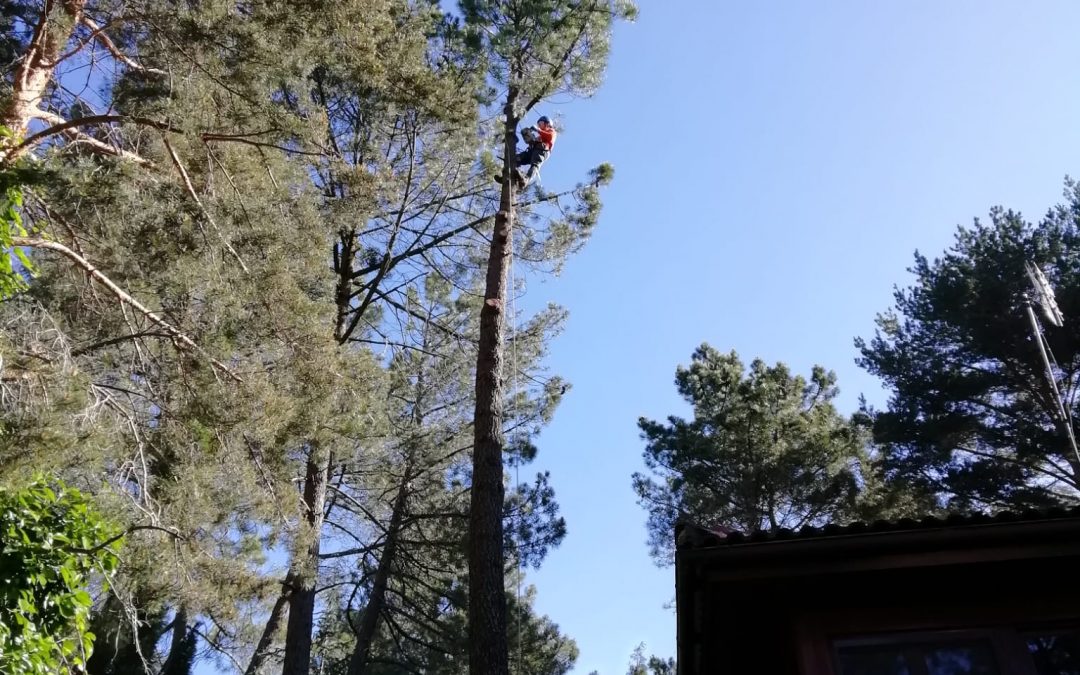 Tala en altura de pino negral (foto 5)