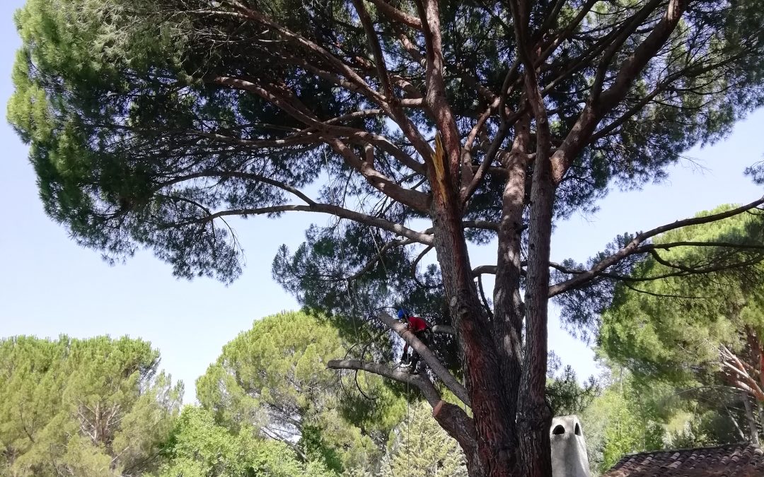 Poda en altura de pino «Pinus-pinea» (foto 5)