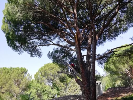 Poda en altura de pino «Pinus-pinea» (foto 5)
