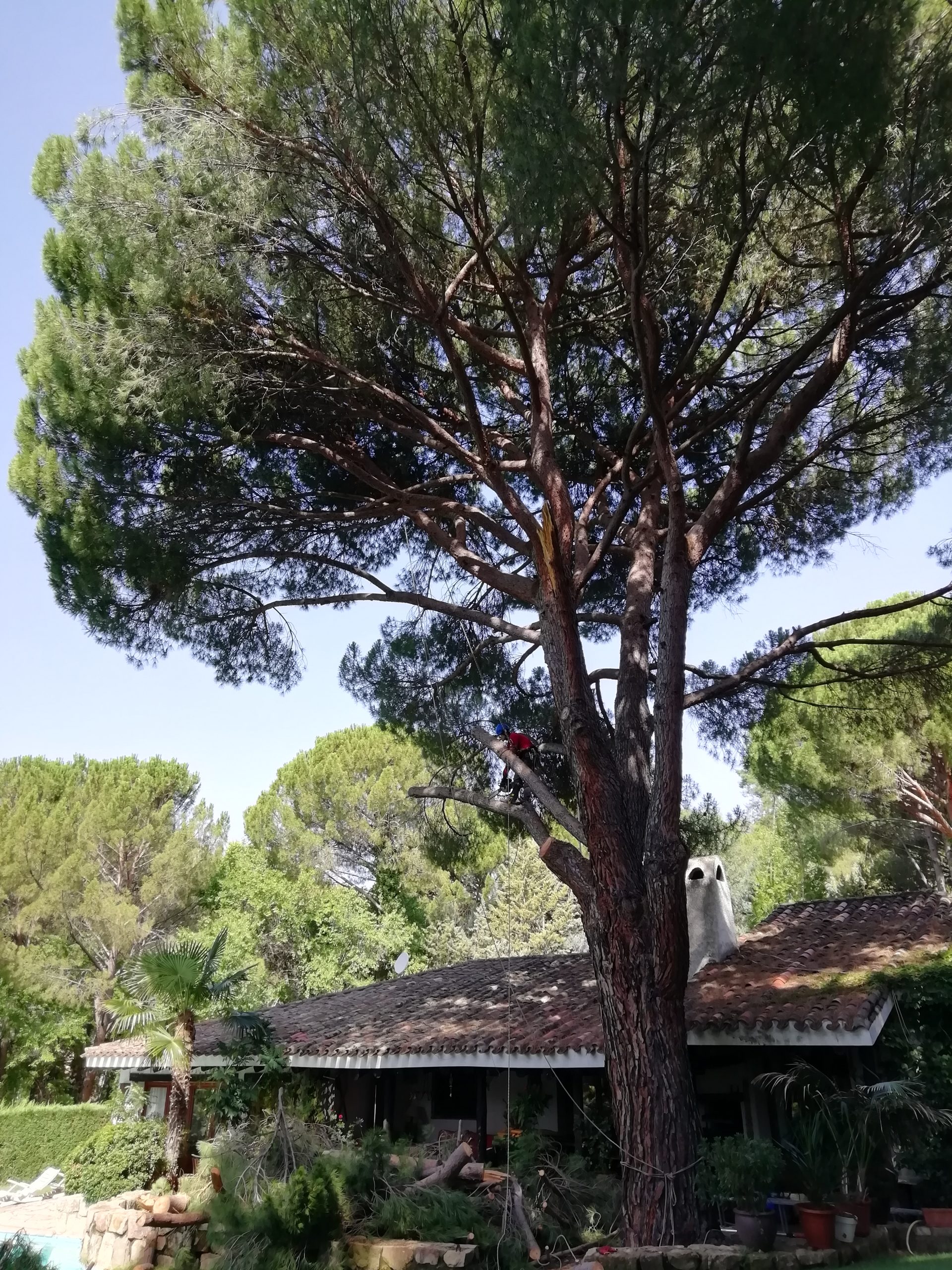 Poda en altura de pino "Pinus-pinea" (foto 5)
