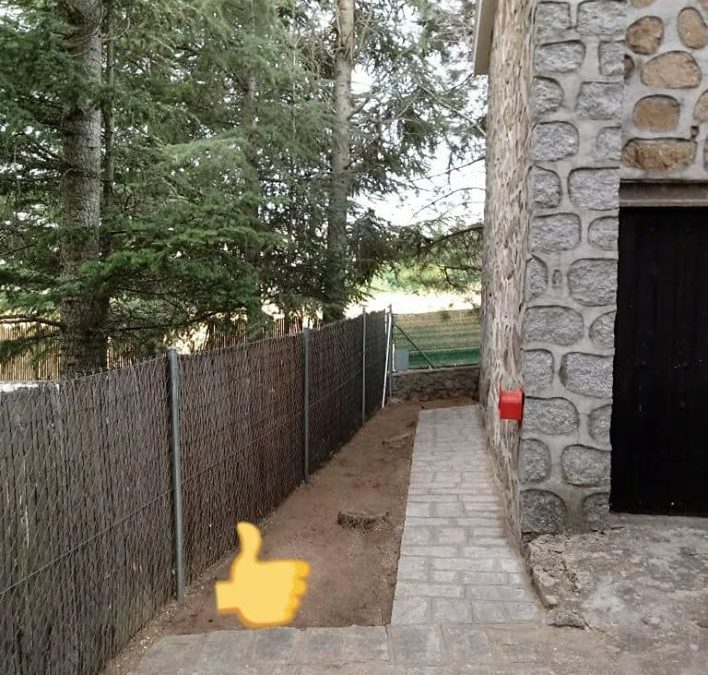 Tala controlada del pino negral (foto 5)