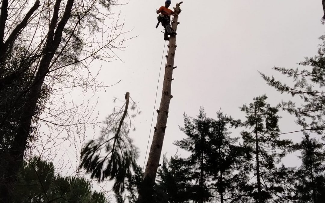 Tala de pino negral en parcela (foto 6)