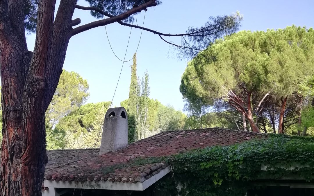 Poda en altura de pino «Pinus-pinea» (foto 6)