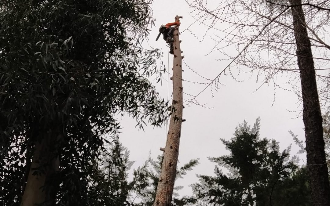 Tala de pino negral en parcela (foto 7)