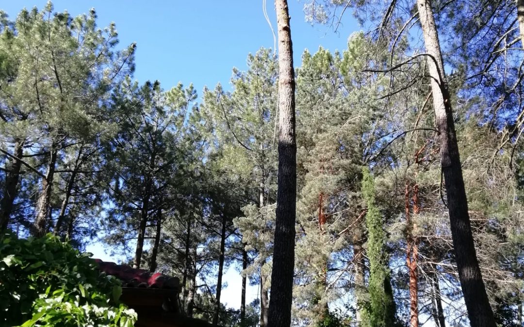 Tala en altura de pino negral (foto 7)