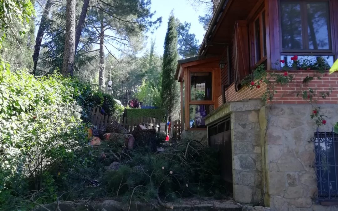 Tala en altura de pino negral (foto 8)