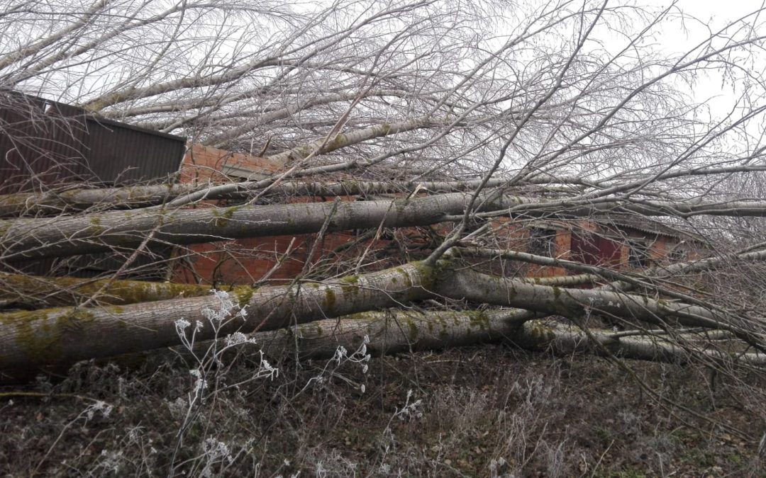 Retirada de chopos caídos (foto 1)