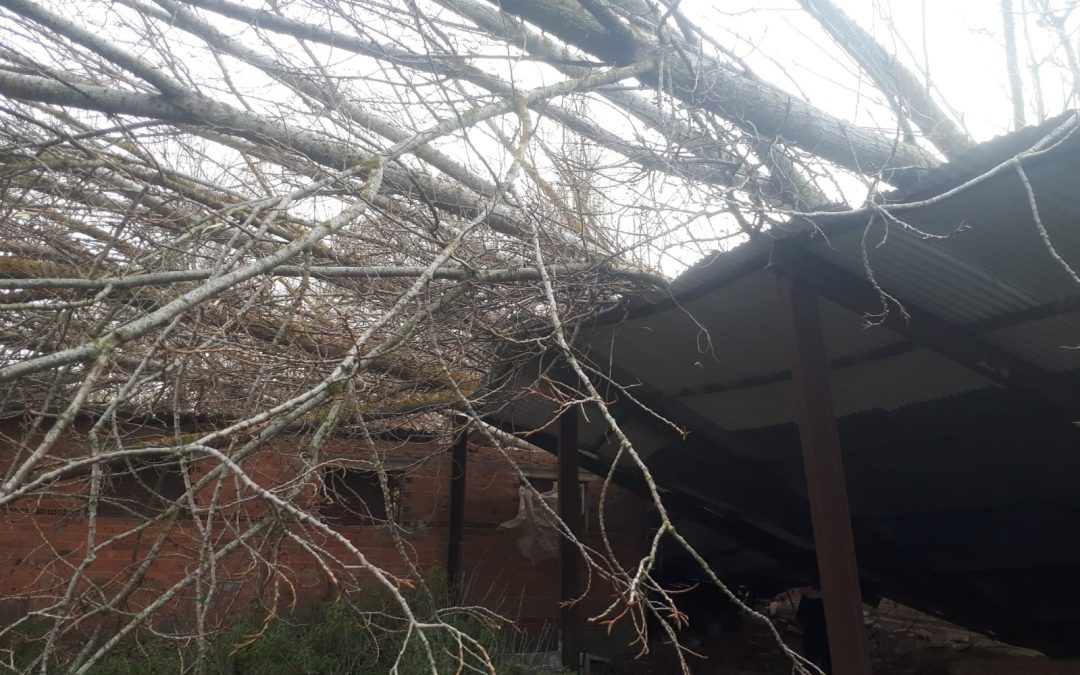 Retirada de chopos caídos (foto 2)