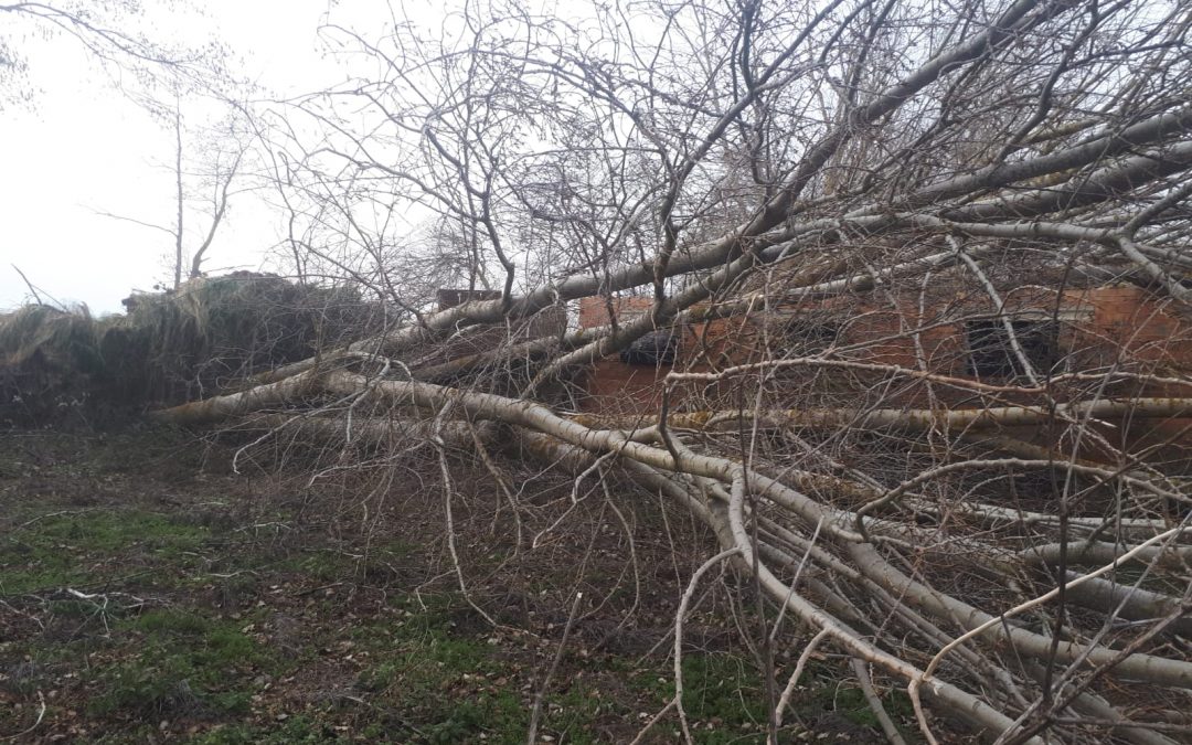 Retirada de chopos caídos (foto 3)