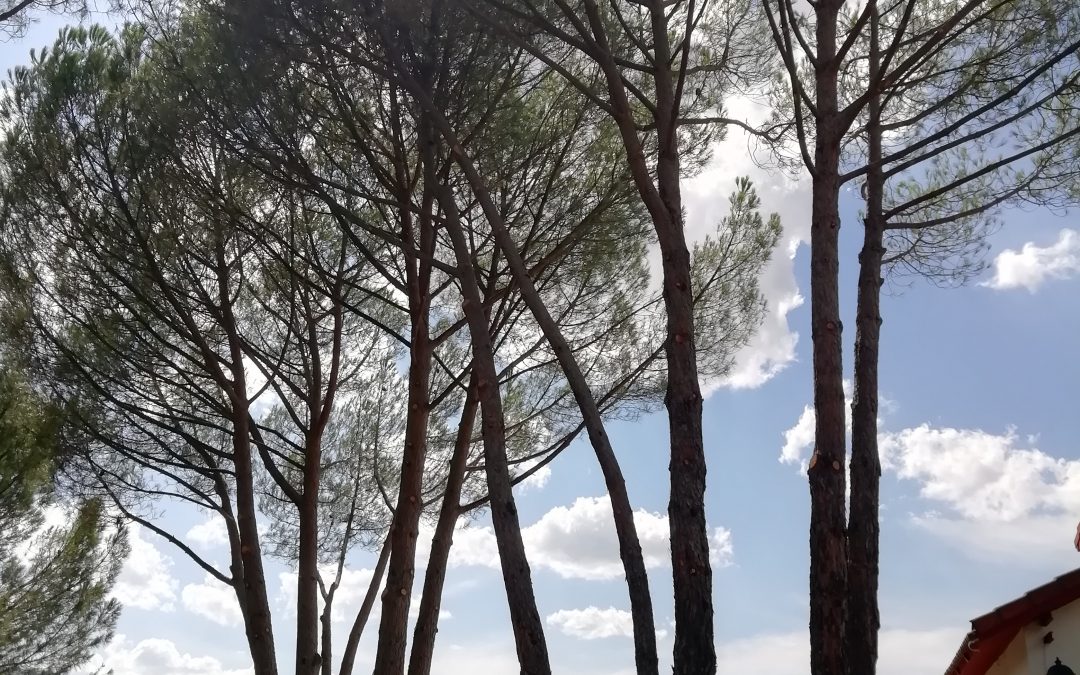 Poda y tala en Madrid de pinos «pinus-pinea»
