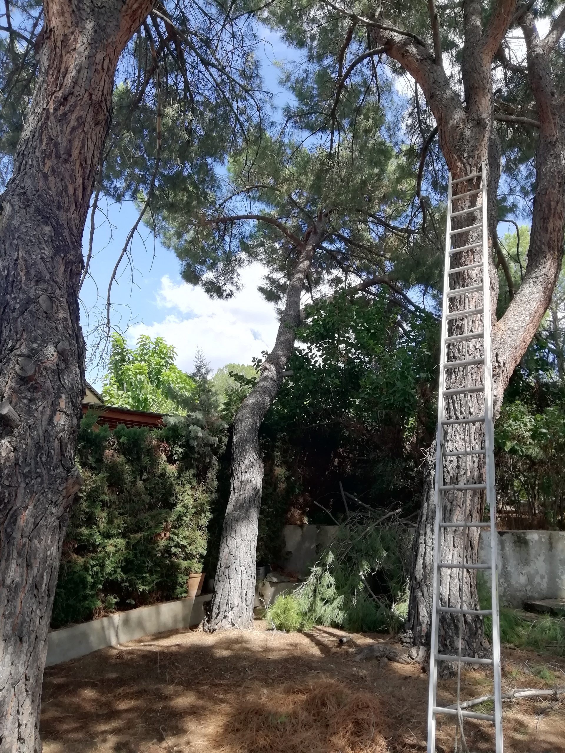 Poda y tala en Madrid de pinos "pinus-pinea"