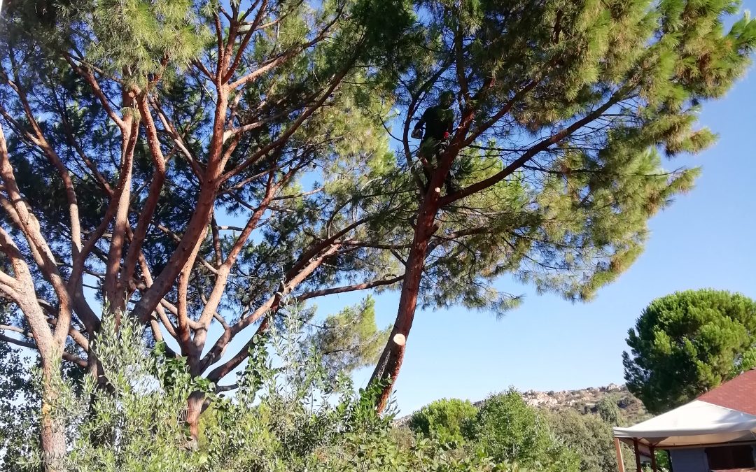 Poda y tala en Madrid de pinos «pinus-pinea»